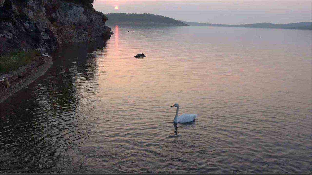 Ayvalık Balıkesir'de Paşa Limanı'nın Sevimli Kuğusu İlgi Odağı Oldu