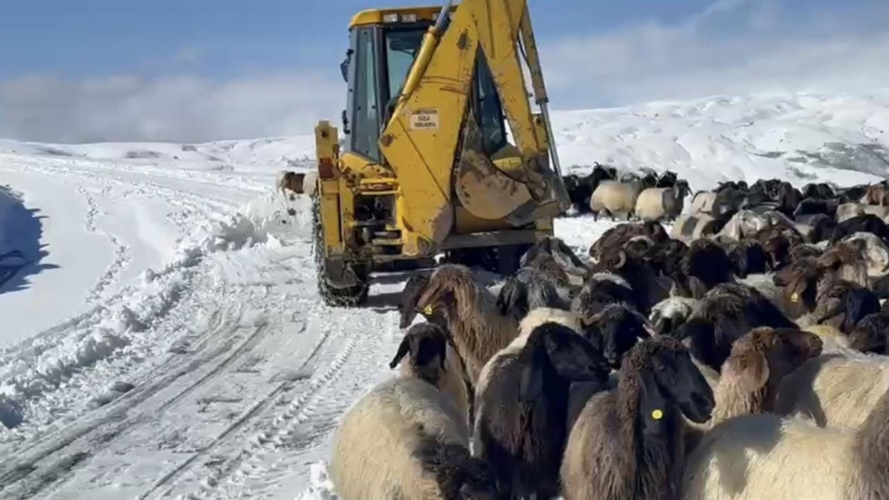Muş Merkez'de Yoğun Kar Nedeniyle 200 Koyun ve 5 Araç Mahsur Kaldı