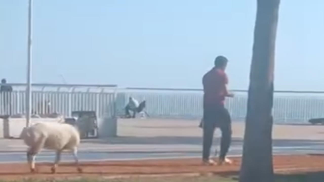 Mersin’de Sıradan Bir Tatil Günü: Koyunuyla Sahil Turu Attı!