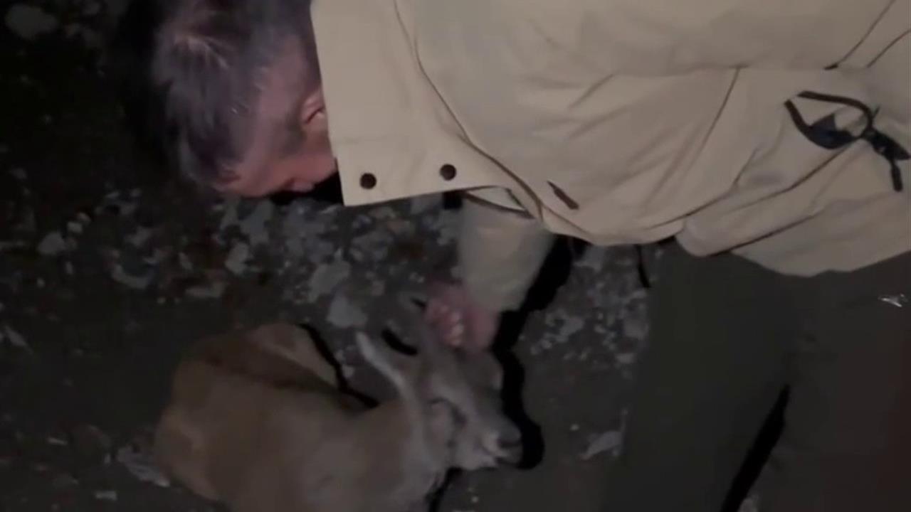 Erzurum Uzundere'de Yaralı Yaban Keçisi Kurtarıldı