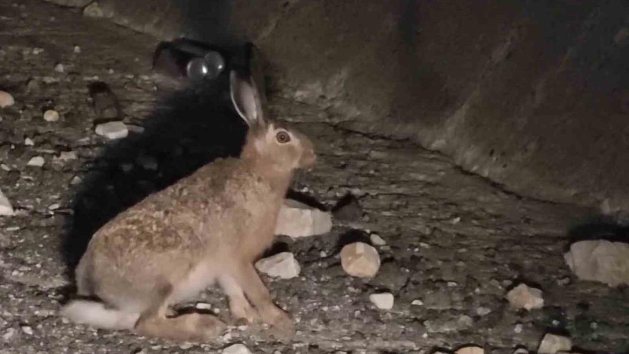 Erzurum Uzundere'de Otoyolda Yabani Tavşan Görüntülendi
