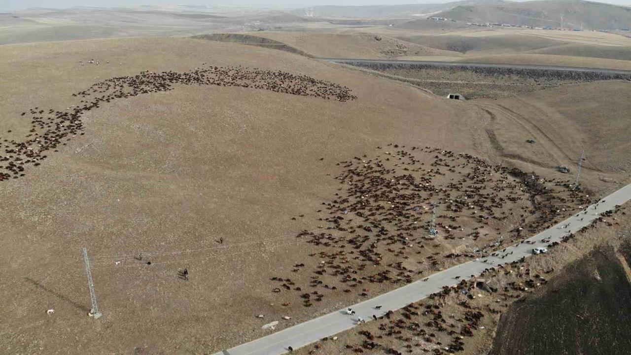 Kars'ta Göçerlerin Zorlu Yolculuğu Başladı, Hava Soğuyunca Hareket Ediyorlar