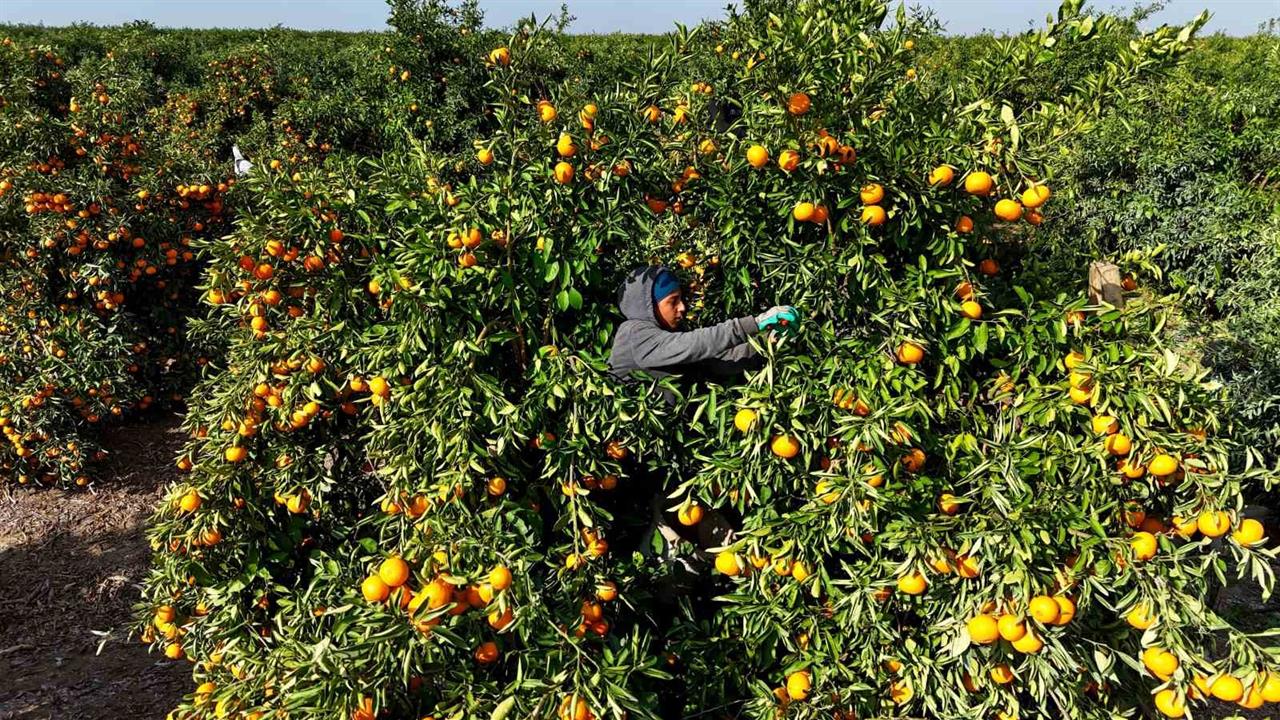 Adana Yüreğir'de Tarım İşçilerinin Grevi Nedeniyle Mandalina Fiyatları 3 Liraya Düşürüldü