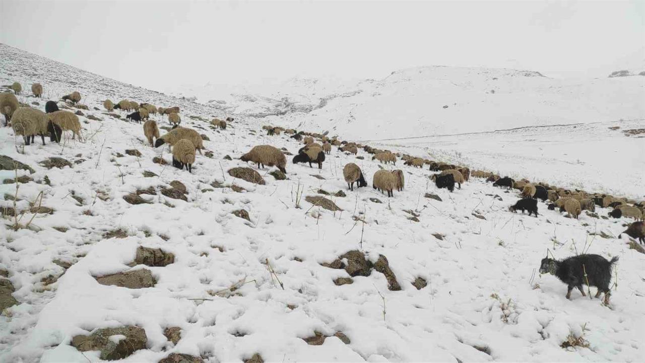 Şırnak Beytüşşebap'ta Kar Yağışı Nedeniyle Koyunlar Yaylada Mahsur Kaldı