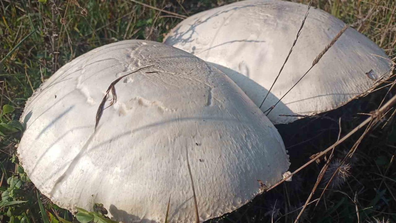 Samsun Kavak'ta Doğal Olarak Yetişen Dev Mantarlar Görenleri Şaşırttı