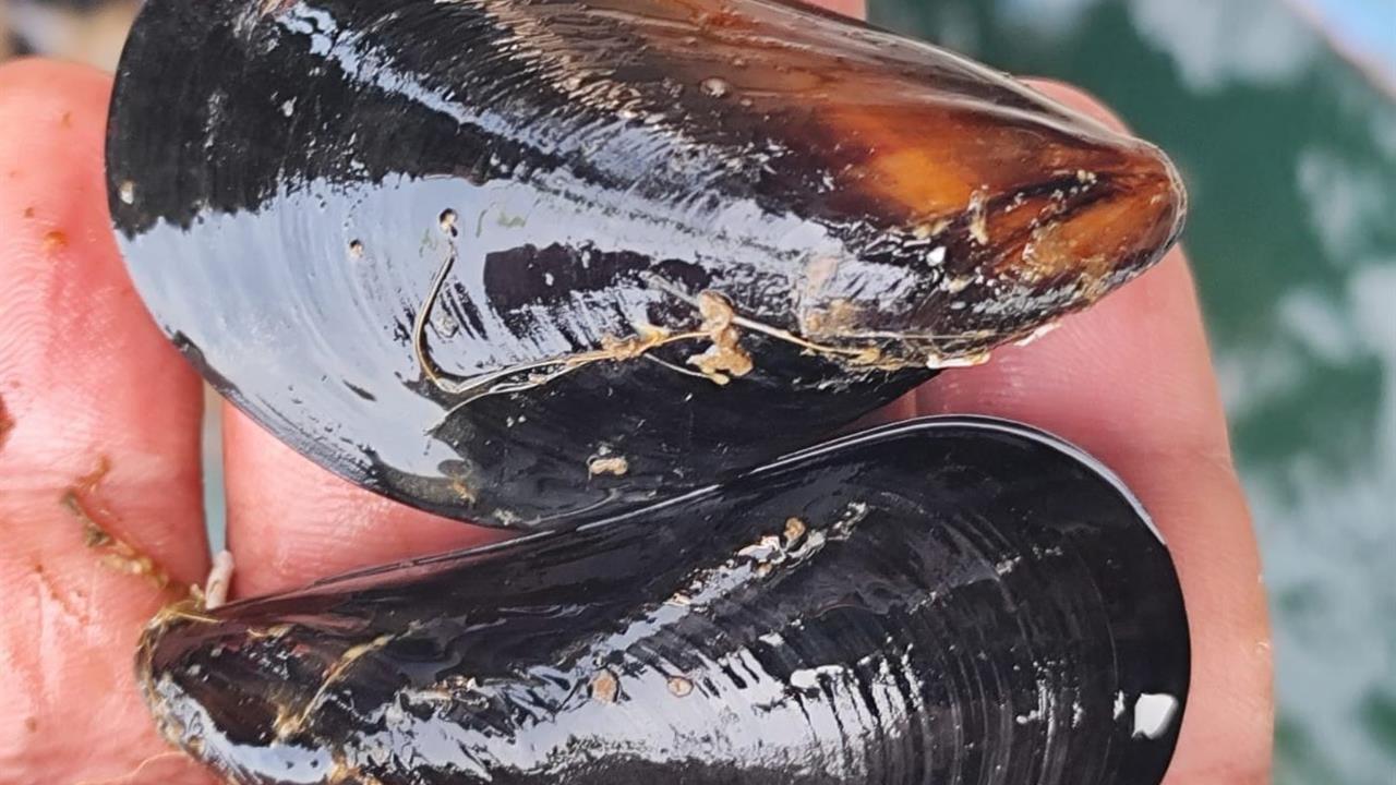 İstanbul'daki Gıda Zehirlenmesi Olayının Nedeni Olarak Kaçak Midye İddiaları Gündemde