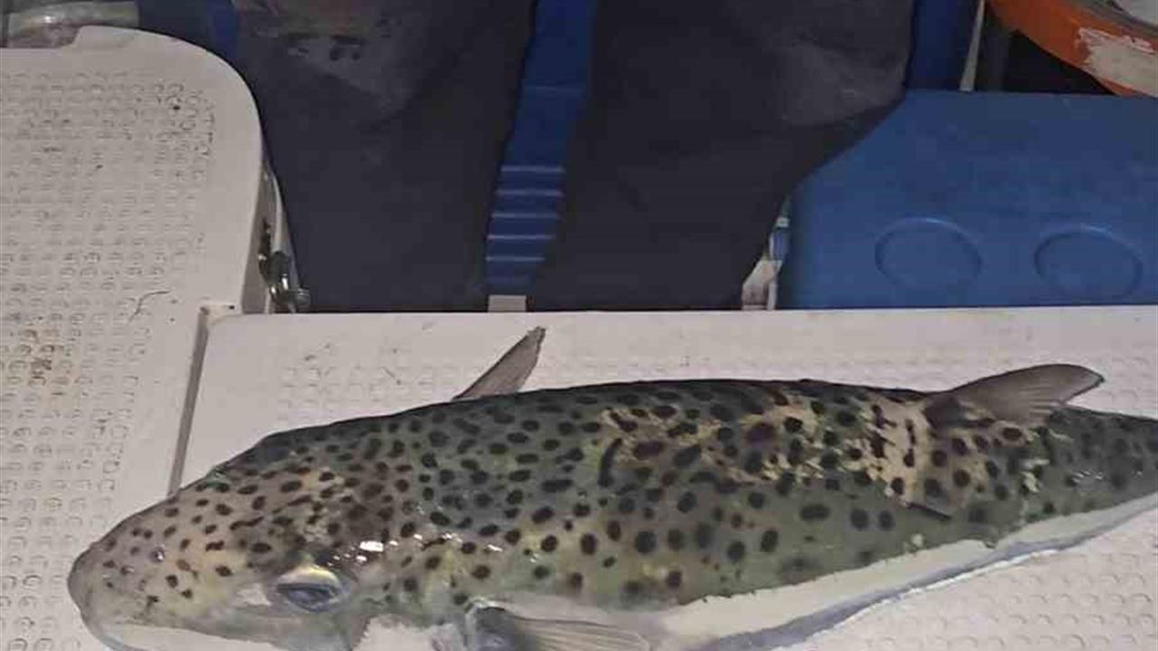 Gemlik Körfezi'nde Amatör Balıkçı Tarafından Yakalanan Benekli Balon Balığı Tehdit Oluşturuyor