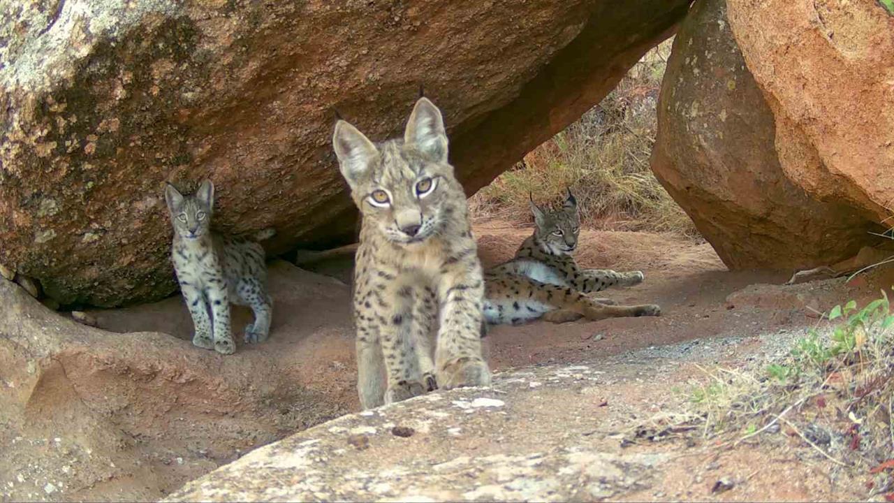 Sivas'ta Doğa Fotoğrafçısı Vaşak Ailesini Kameraya Aldı