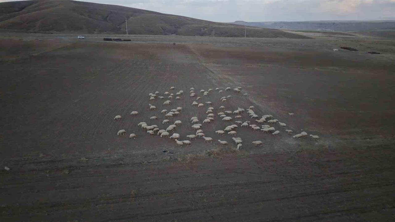 Kayseri'de Koyun Sayısının Artışıyla Meralar Canlandı