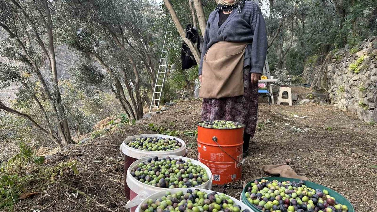 Artvin Yusufeli'nde Üstün Lezzet Ödülü Kazanan Butko Zeytini Hasat Ediliyor