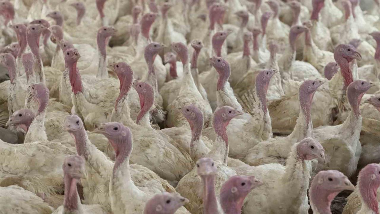 Bolu'da Tarım Müdürlüğü Yetiştiricilere Kuş Gribi Hakkında Bilgi Verdi