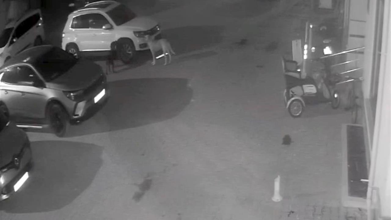 Kastamonu'da Sokak Köpeklerinin Park Halindeki Araca Zarar Verdiği O Anlar Kamerada Görüntülendi