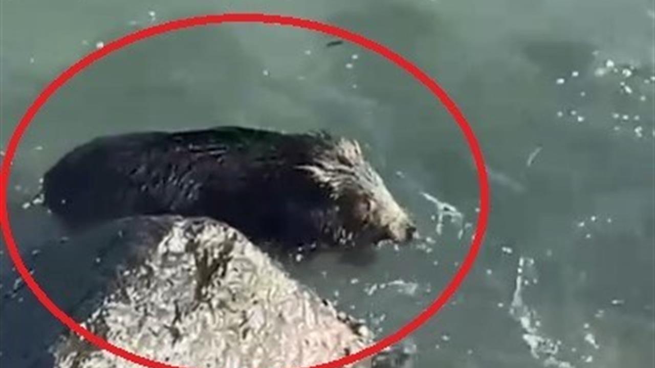 Ordu Perşembe'de Deniz Kenarında Yaban Domuzu Görüntülendi