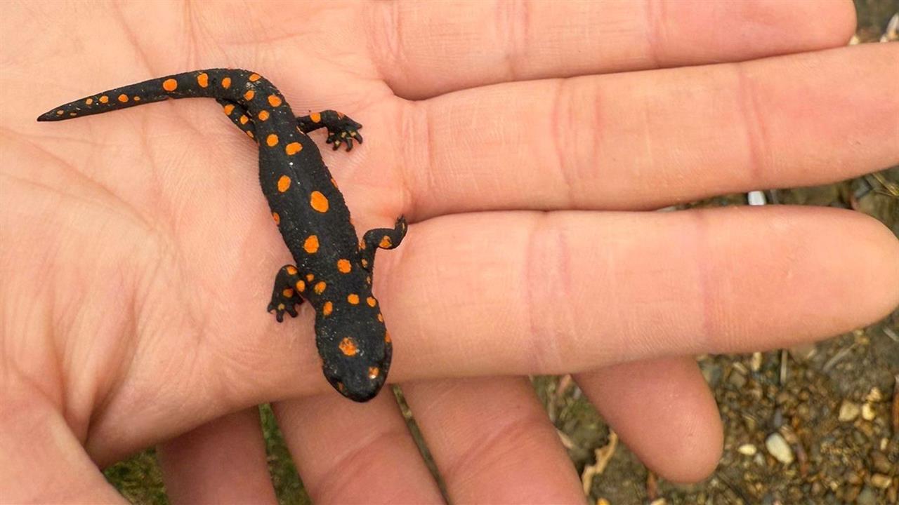 Van Bahçesaray'da Doğaseverler Nadir Benekli Semenderle Karşılaştı