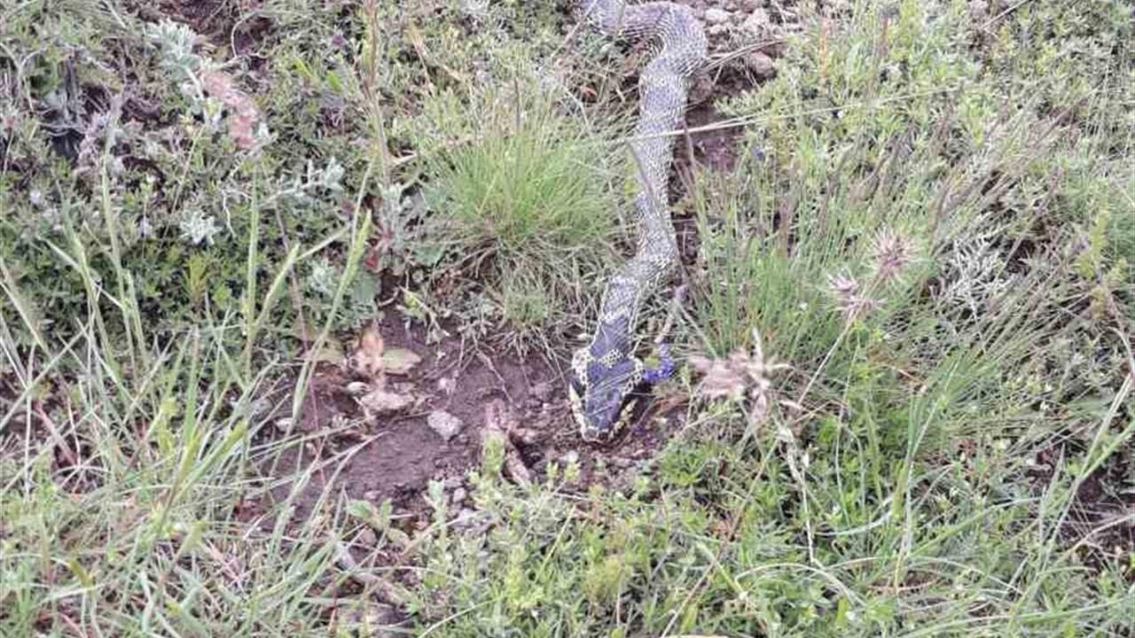 Afyonkarahisar Şuhut'ta Engerek Yılanı Görülmesi Vatandaşlarda Korku Yaratıyor