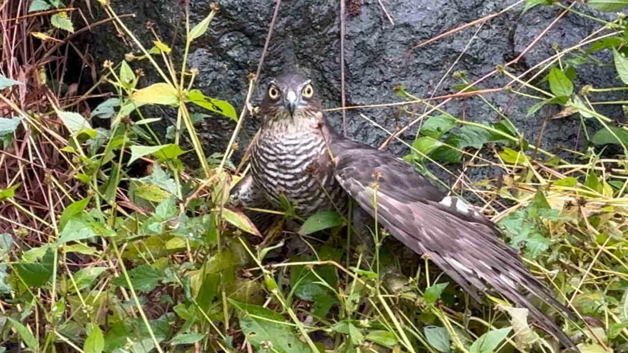 Rize Pazar'da 3. Atmaca Salma Festivali'nde Renkli Anlar Yaşandı