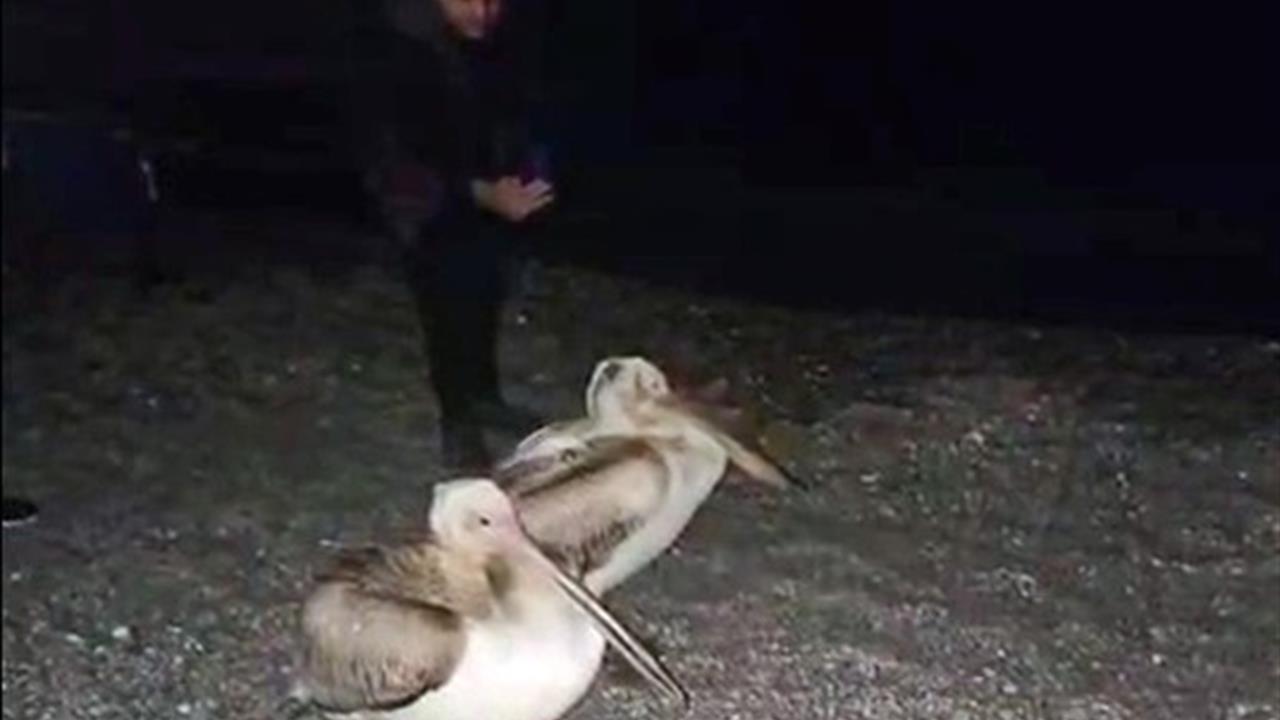 Antalya Konyaaltı Sahili'nde İki Pelikan Görüntülendi