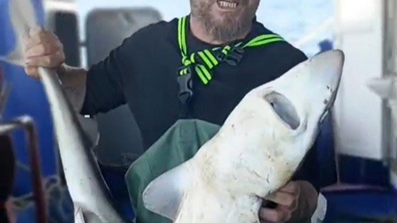 Kırklareli Vize'de Ağa Takılan Camgöz Köpekbalığı Denize Bırakıldı