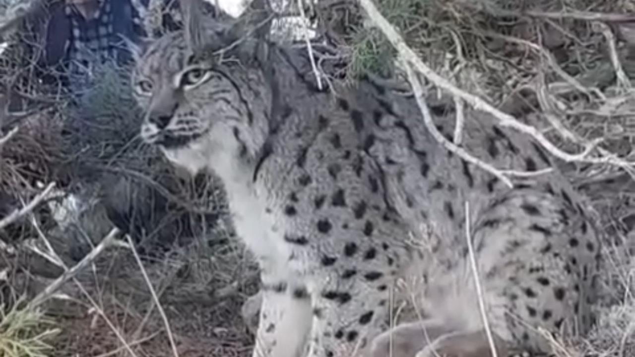 Van Gevaş'ta Vaşak Görüntülendi ve Doğa Koruma Ekiplerine Bildirildi