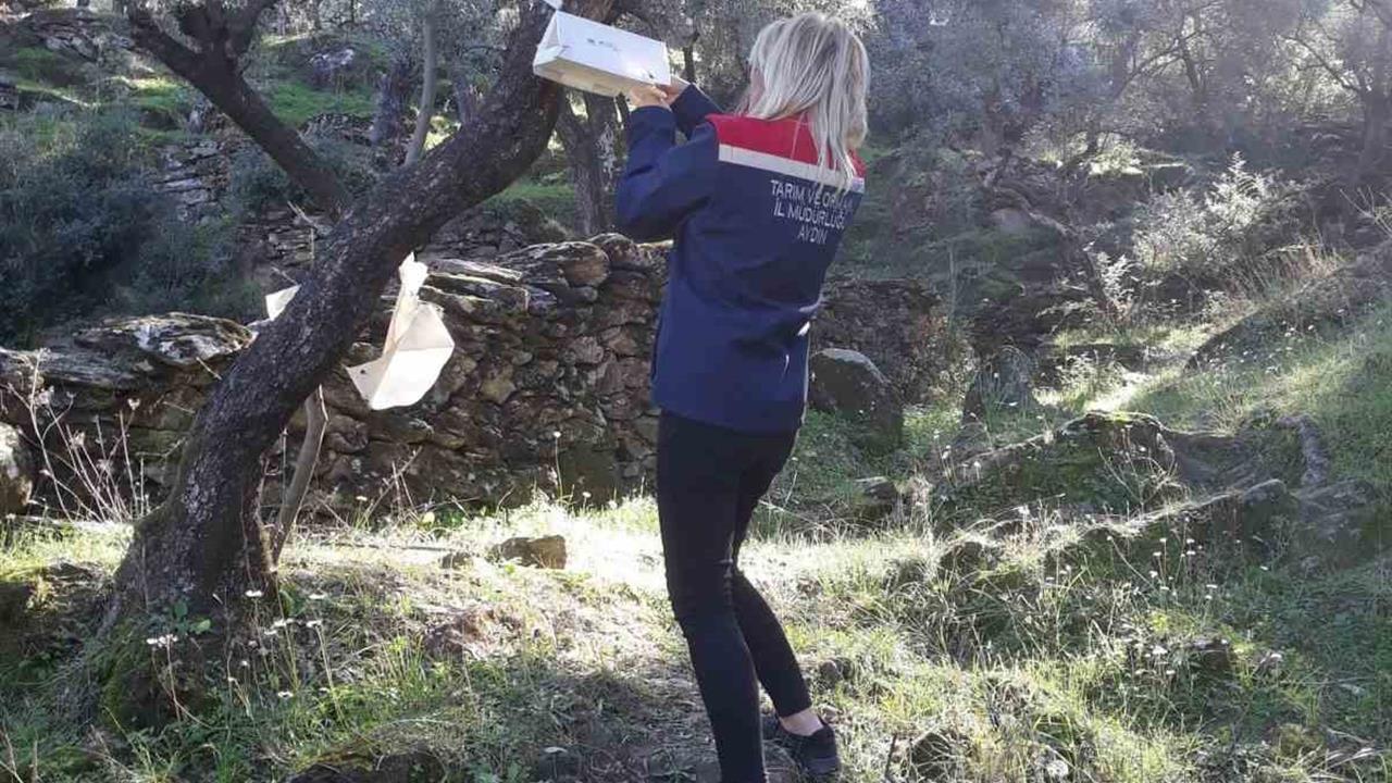 Söke Aydın'da Zeytin Sineği ve Akdeniz Meyve Sineği ile Mücadele Ediliyor