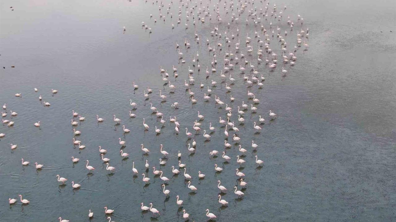 Van'da Flamingoların Akını, Kuruyan Urmiye Gölü'nden Kaynaklanıyor