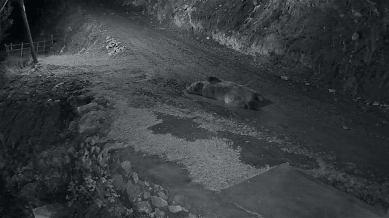 Trabzon Araklı'da Ayı, Ev Önünde Yatınca Kamyonetle Peşine Düşüldü