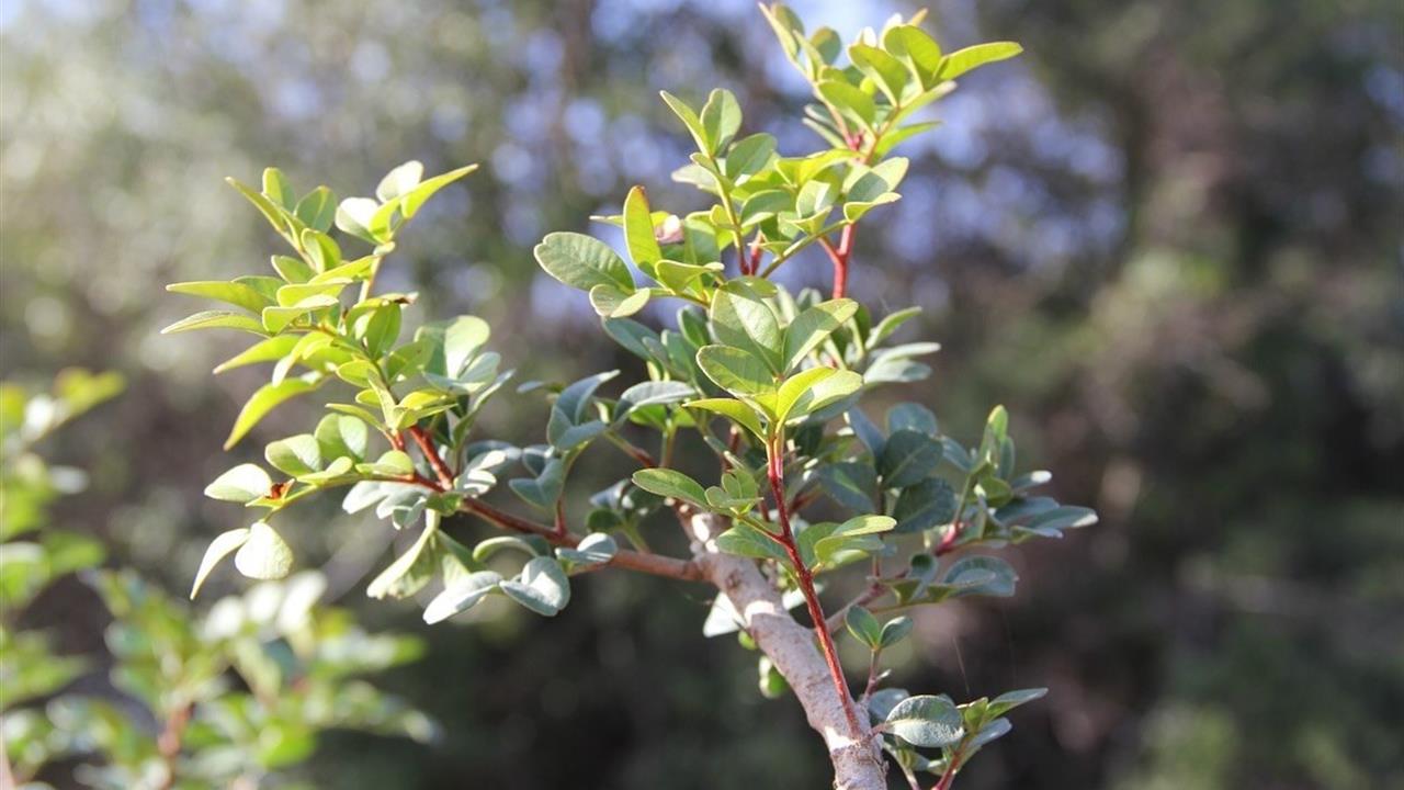 Muğla'da Bin 500 Aşılı Sakız Fidanı Üreticilere Dağıtılacak
