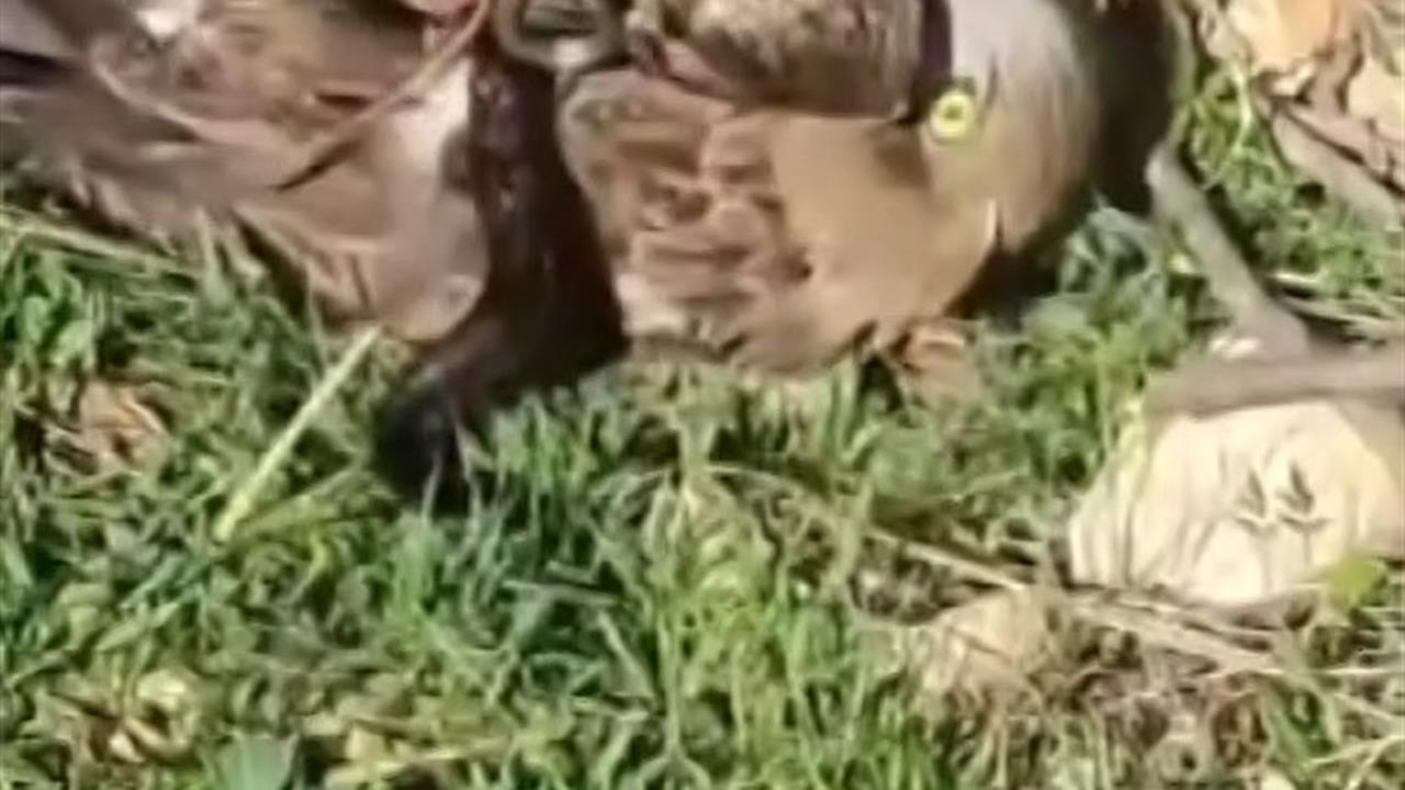 Hatay Altınözü'nde Yılan ve Kartalın Yaşam Mücadelesi Görüntülendi