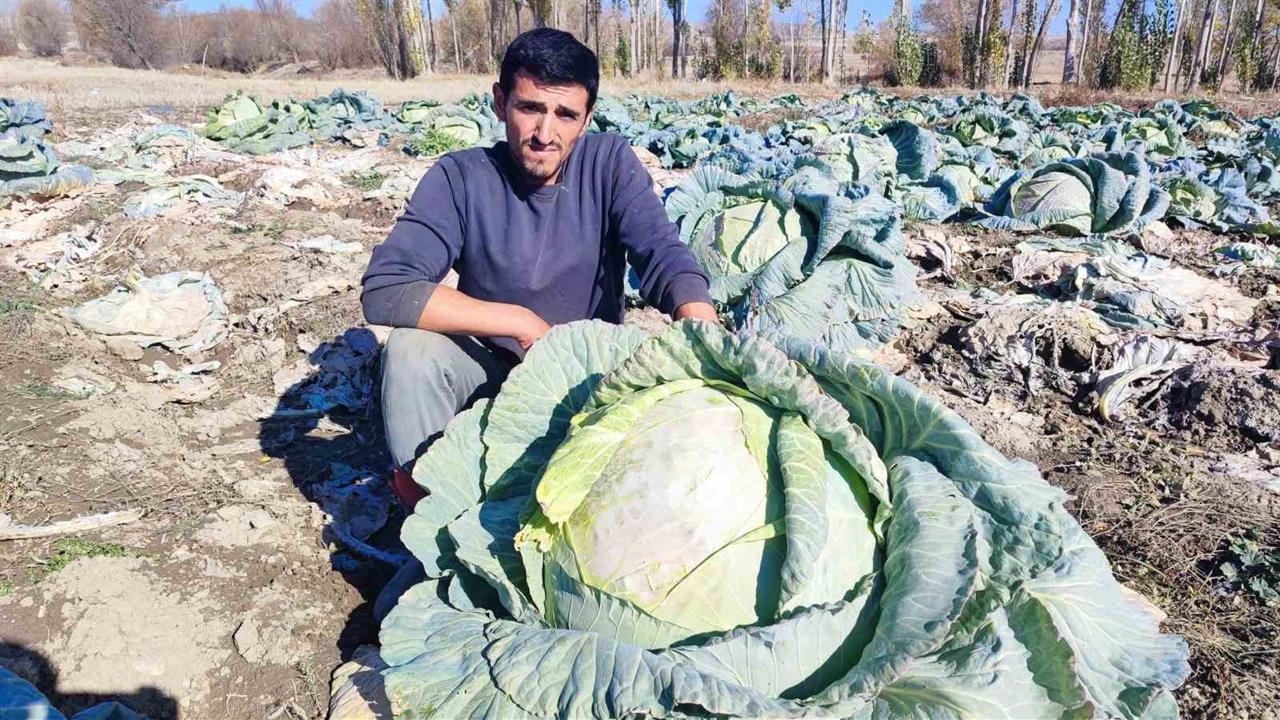 Yozgat Sorgun'da 30 Yıldır Lahana Üreten Baba-Oğul, Organik Ürün Sunuyor