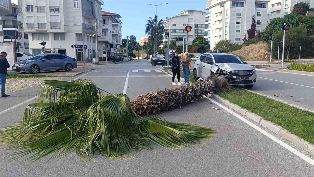 Antalya Manavgat'ta Şoförlük Eğitimi Sırasında Palmiyeye Çarpıldı