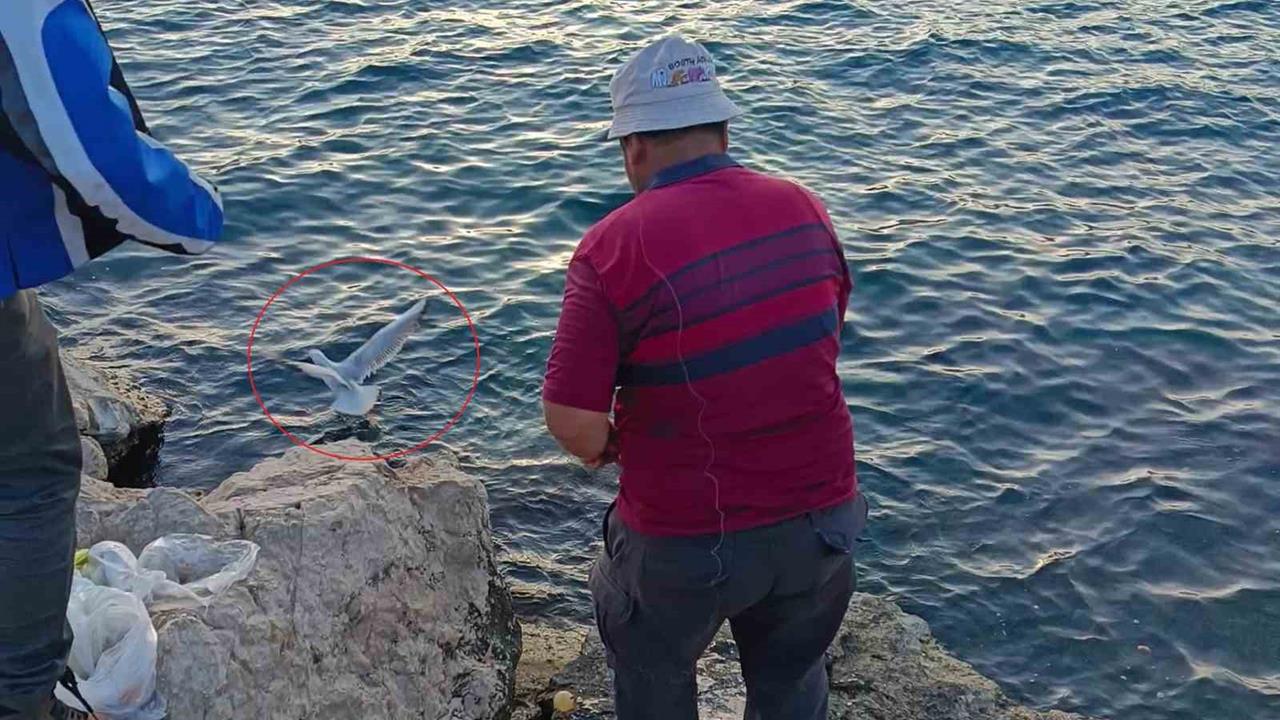 Antalya Kaleiçi Yat Limanı'nda Oltaya Martı Takılması Olayı Yaşandı