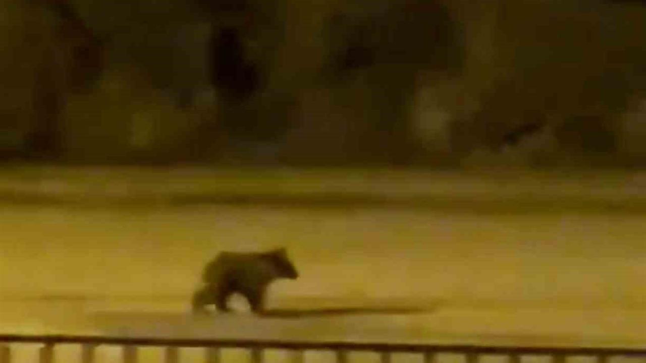 Karabük Yenice'de Yavru Ayı İlçe Merkezine İndi