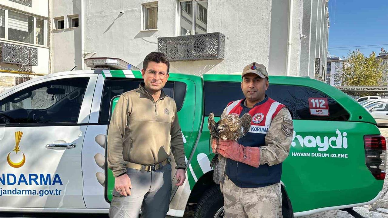 Kilis Beşenli Köyü'nde Yaralı Kızıl Şahin Koruma Altına Alındı