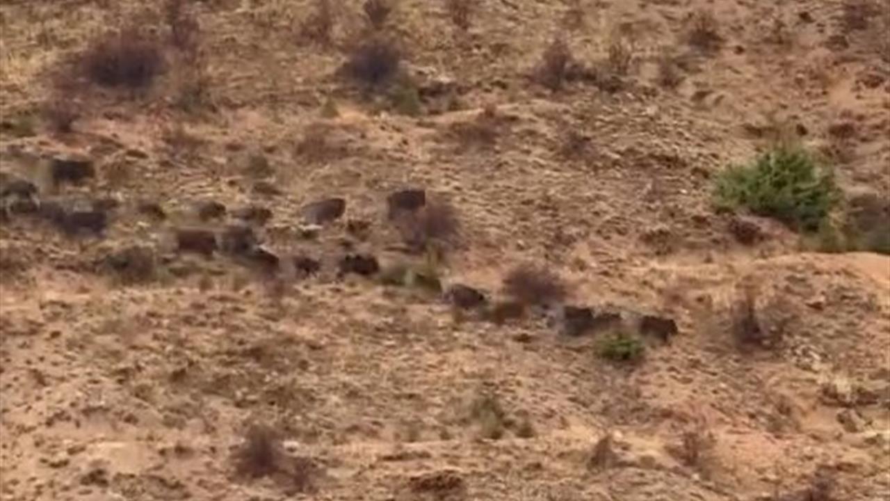 Elazığ Baskil'de Yiyecek Arayan Domuz Sürüsü Görüntülendi