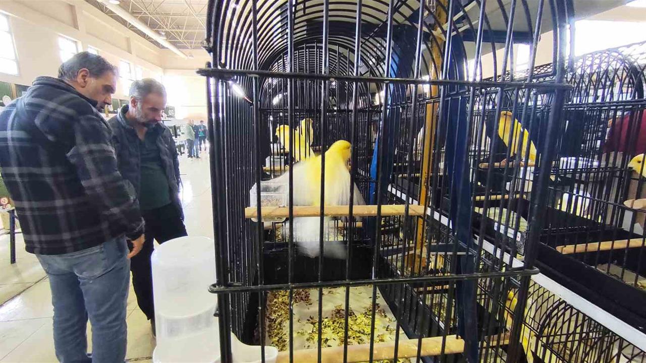 Manisa'da 3 Bin Kanarya Katılımlı Yarışmada Ödüller Dağıtıldı