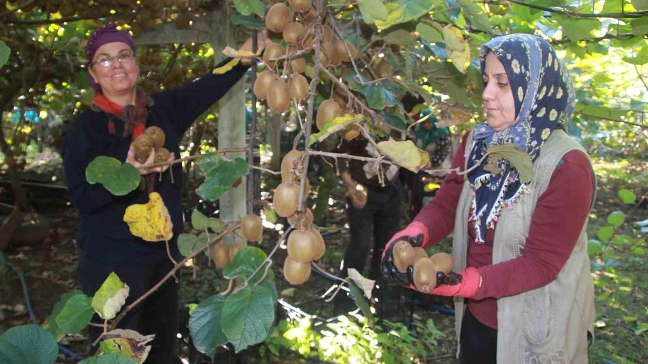 Ordu'da Kivi Üreticileri 6 Bin 200 Ton Rekolte Hedefliyor
