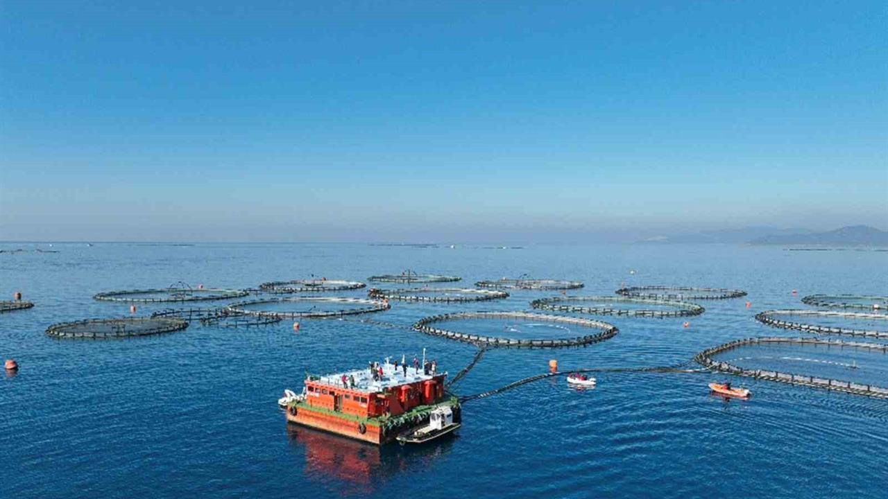 Aydın'da 2024-2026 Su Ürünleri Desteklemeleri İçin Başvuru Süreci Duyuruldu