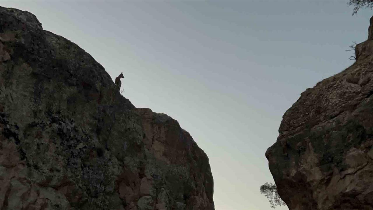 Tunceli Çemişgezek'te Koruma Altındaki Dağ Keçileri Görüntülendi