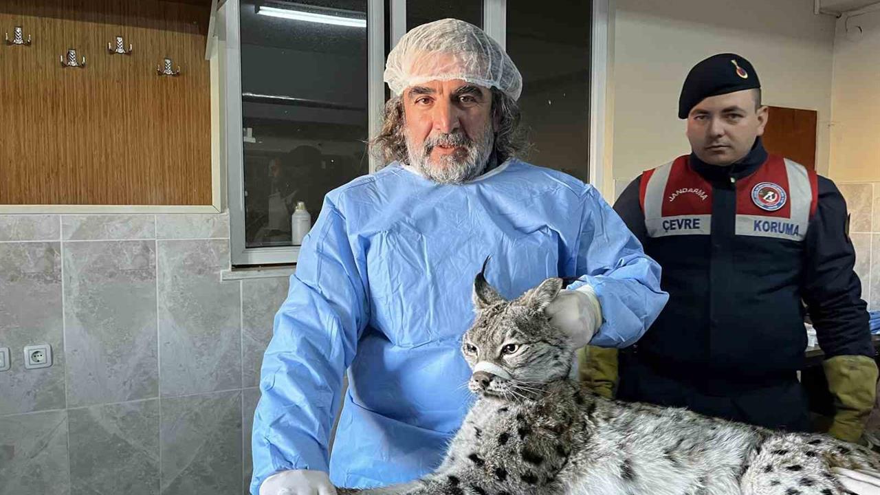 Van Gevaş'ta Bulunan Bitkin Vaşak, Tedavi İçin Merkeze Götürüldü