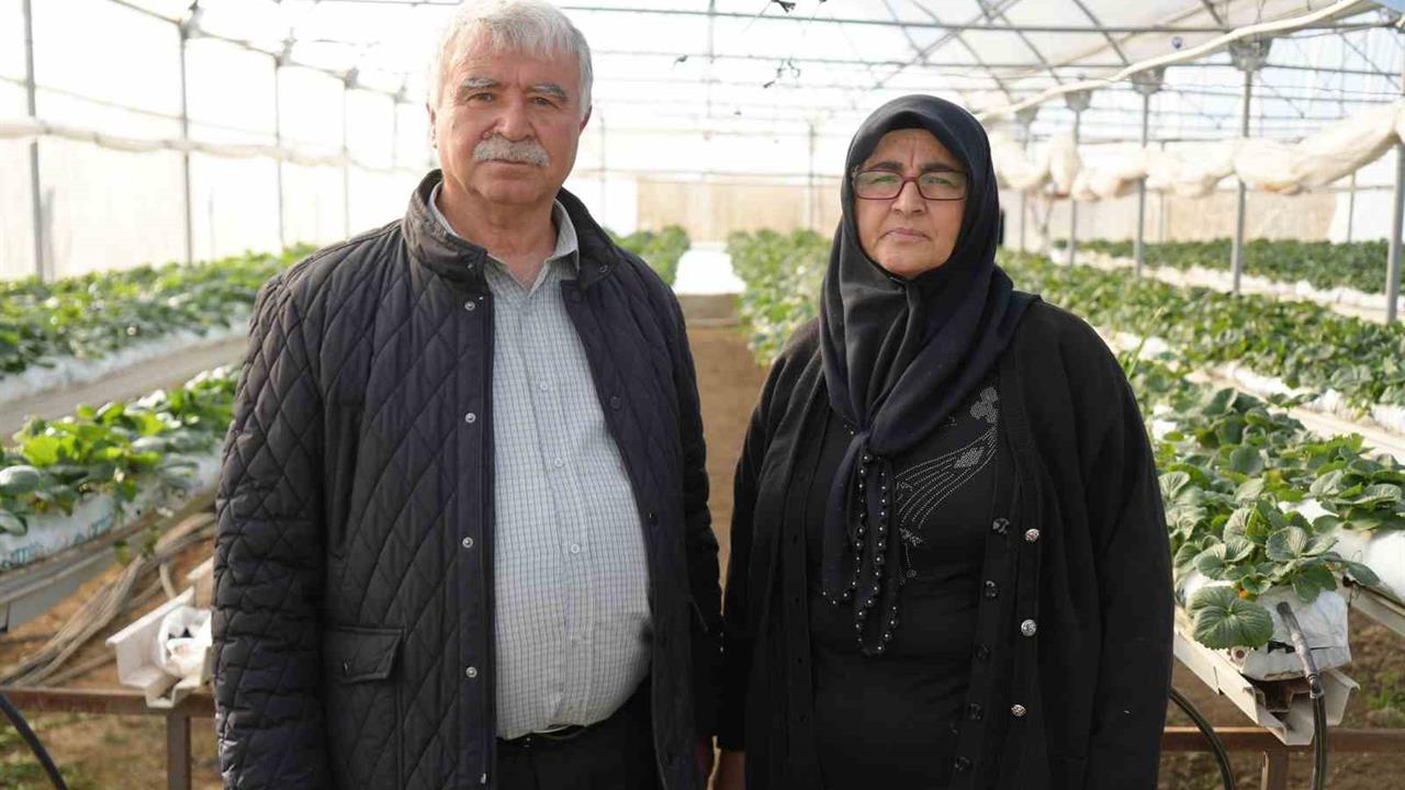 Niğde Merkez'de Kadın Girişimciler Topraksız Tarım ile Çilek Üretiyor