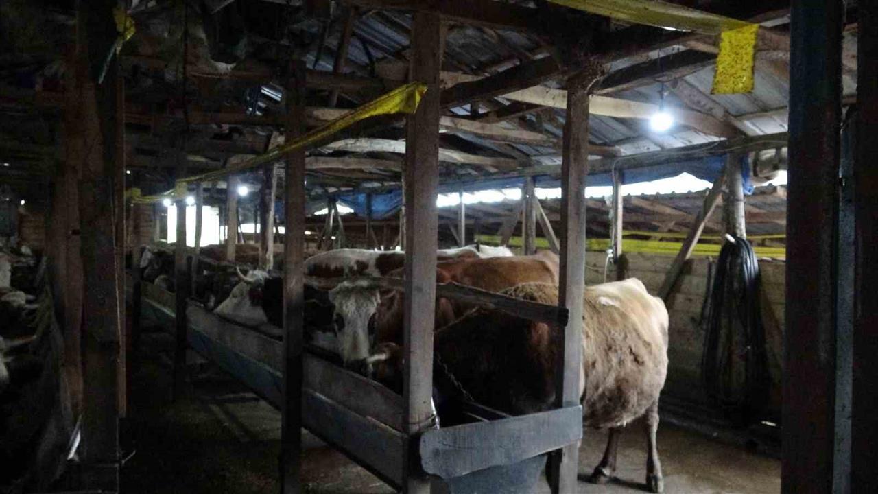 Şile'de Şap Hastalığı Nedeniyle 3 Köy Karantinaya Alındı, 18 Mahalle Gözetim Altında