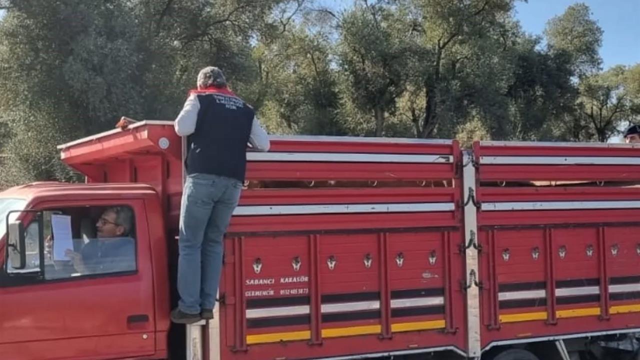 Karpuzlu'da Hayvan Sevkiyatına Yönelik Denetim Uygulamaları Devam Ediyor