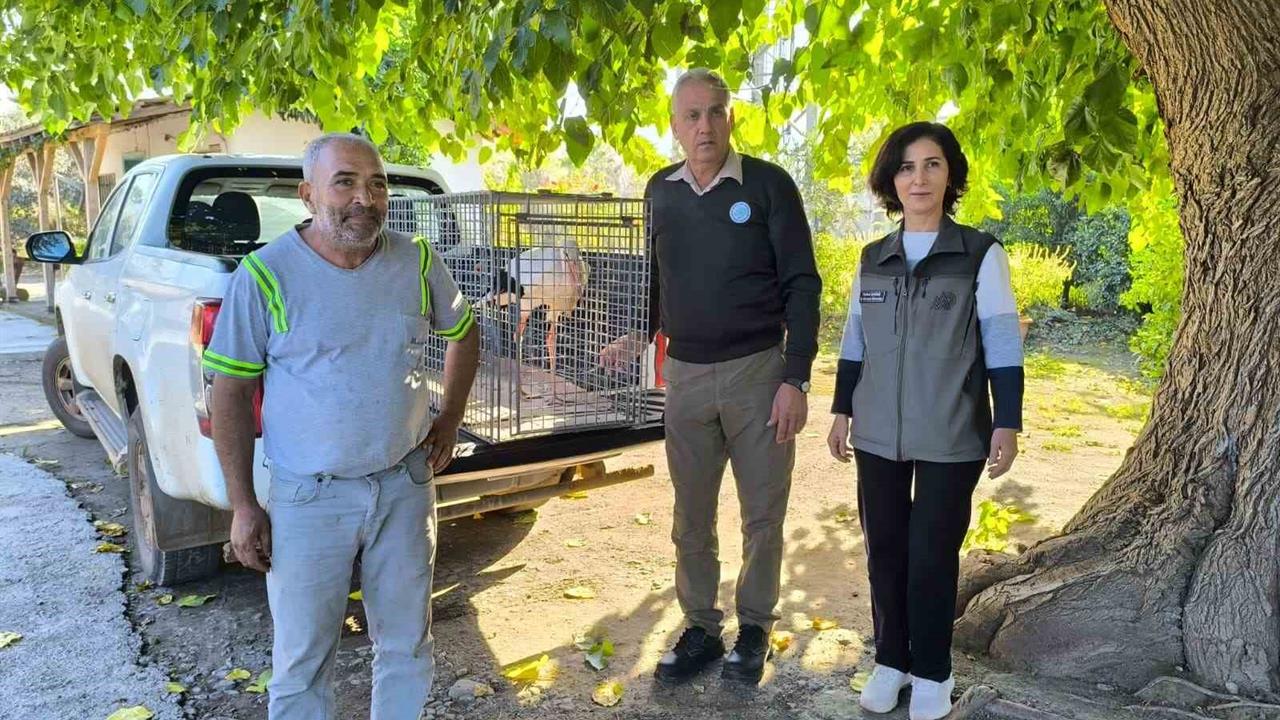 Hatay Dörtyol'da Bulunan Yaralı Leylek, Tedavi İçin Rehabilitasyon Merkezine Getirildi