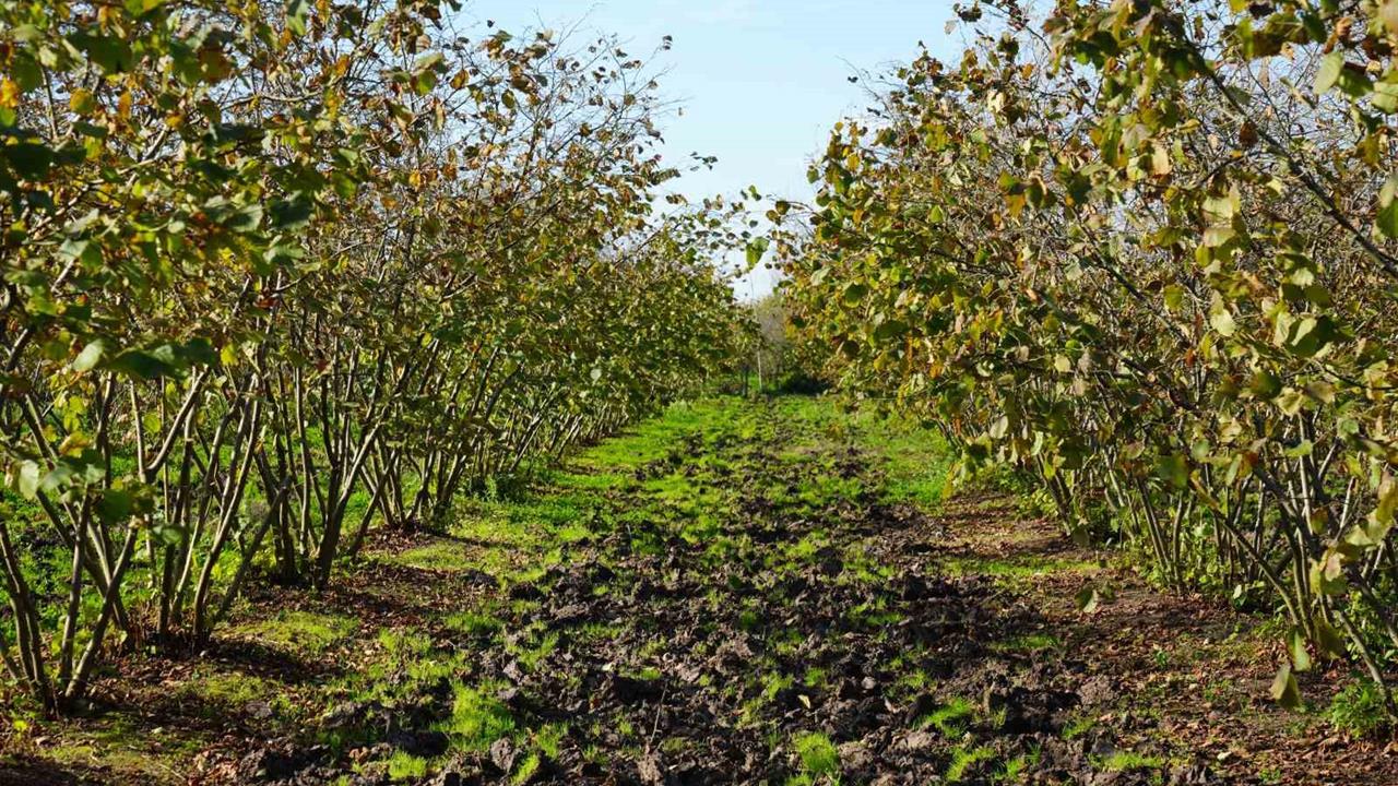 Samsun, Fındık Üretiminde Zirveye Ulaşarak Diğer İlleri Geride Bıraktı