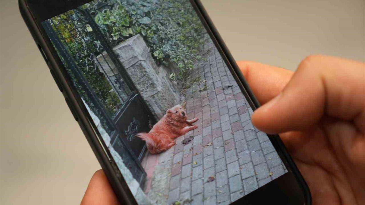 Kocaeli'de Görülen Boyalı Köpekler Hakkında Açıklamalar Yapıldı