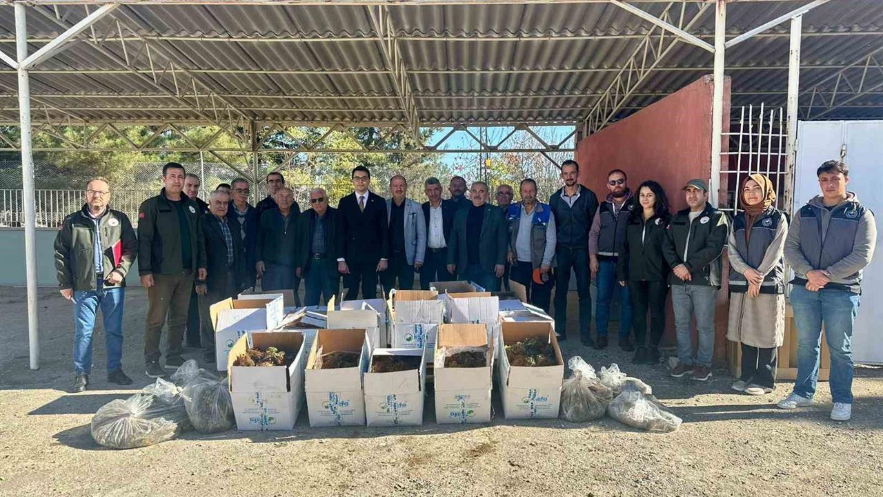 Bilecik Pazaryeri'nde 42 Bin 235 Adet Çilek Fidesi Dağıtıldı