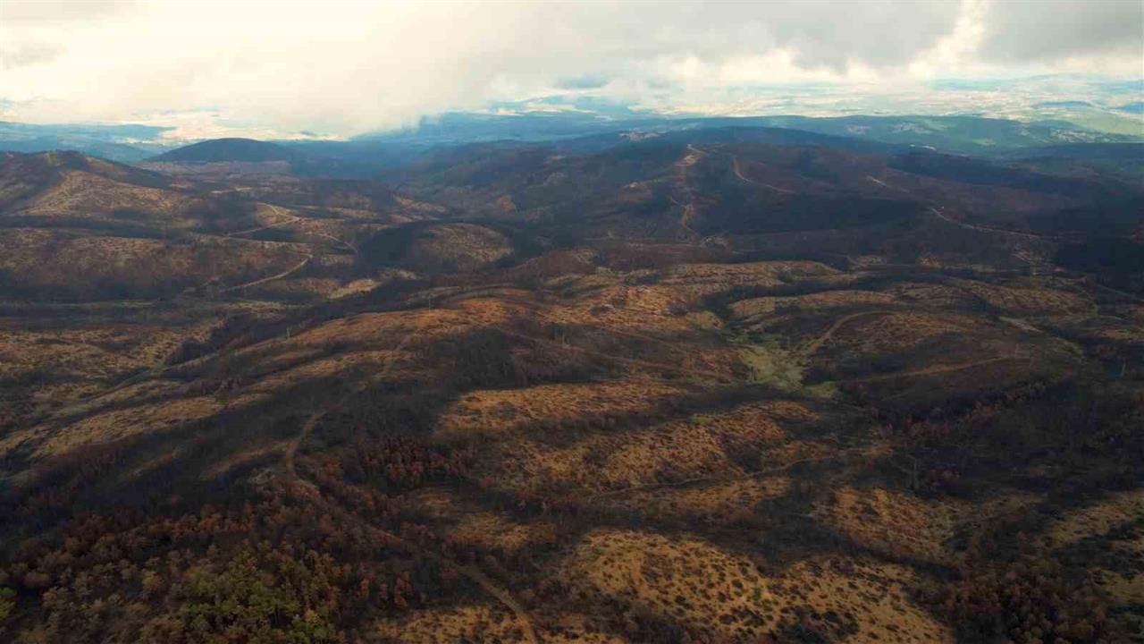 Bursa'da yangın sonrası 300 bin fidan dikimi için hazırlıklar başladı.