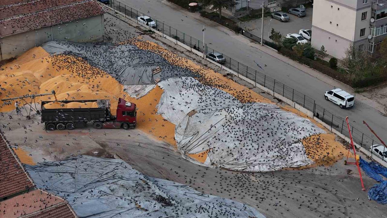 Eskişehir'de Güvercinler, Hem Estetik Hem de Temizlik Sorunu Yaratıyor