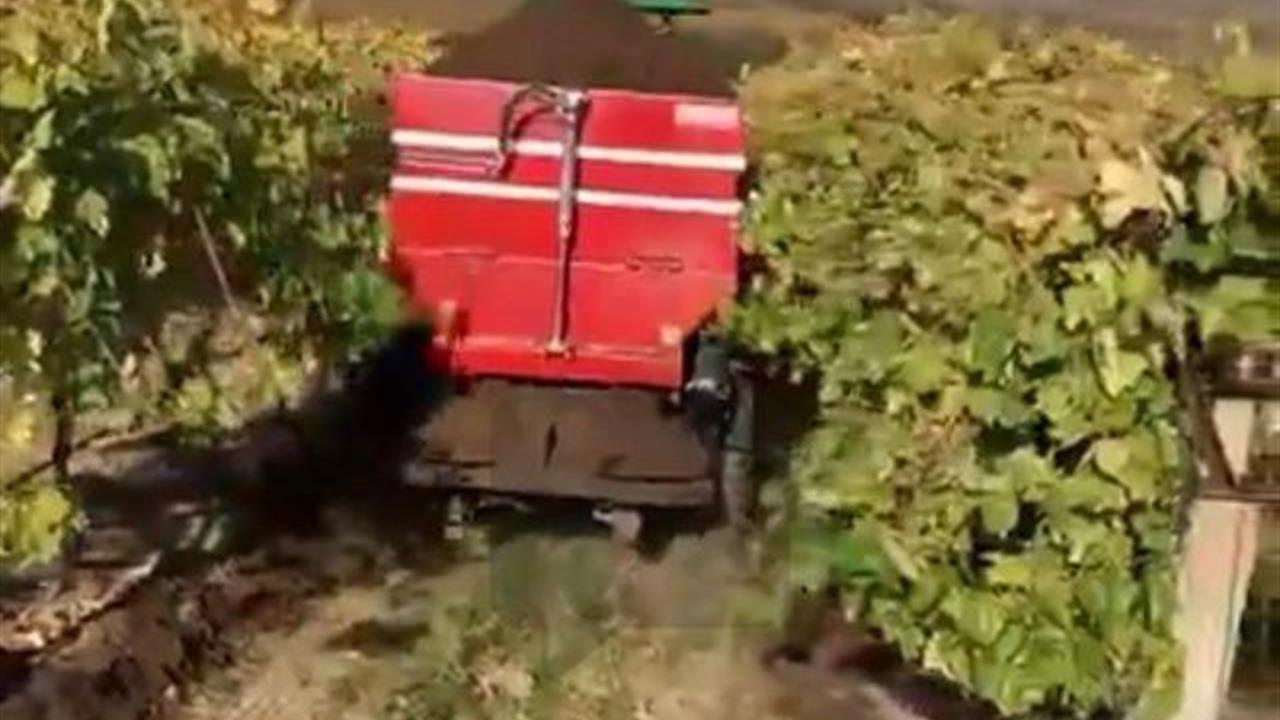 Manisa Sarıgöl'de Üzüm Bağlarına Kışlık Doğal Gübre Uygulaması Başladı