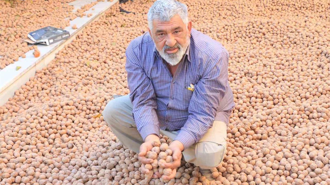 Denizli'de Ceviz Üretimiyle Avrupa'dan Daha Fazla Kazanılıyor